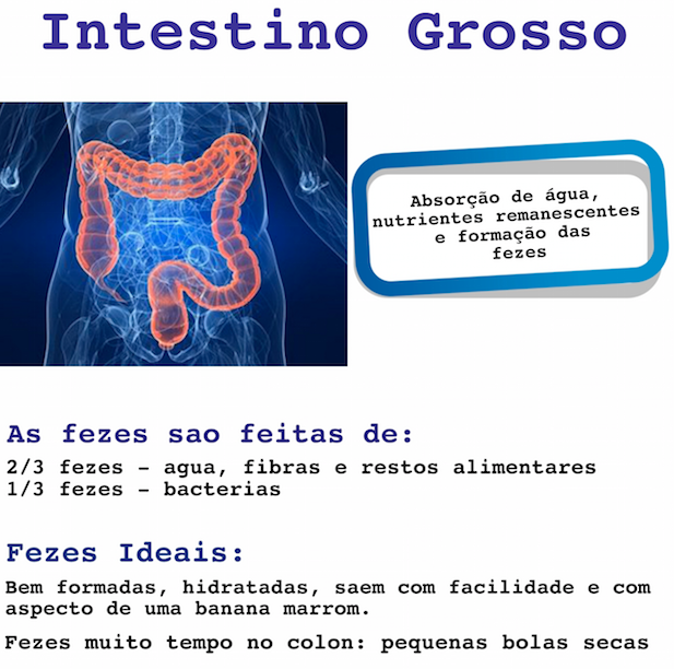 Saúde do Intestino - Intestino Grosso