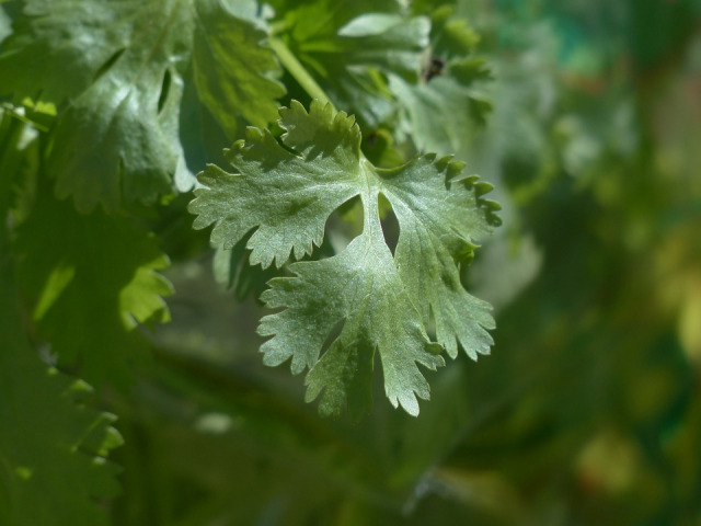 real-coriander-115373_960_720